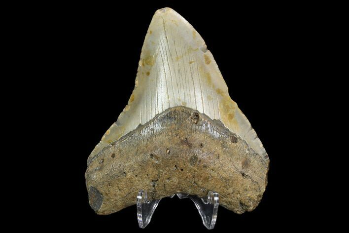 Fossil Megalodon Tooth - North Carolina #129963